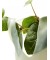 Успокаивающая гидрогелевая маска с экстрактом хауттюйнии и коллагеном Heartleaf 70 Soothing Collagen Mask 38 гр"Anua"