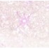 41 Rosy Glares
